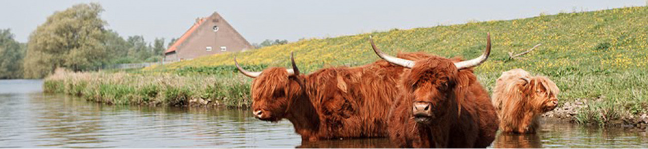 Biesbosch Beleving